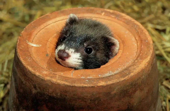 Gerahmter Druck : Fuchsbrotzein im Blumenkorb Gerahmter Druck : Fuchsbrotzein im Blumenkorb