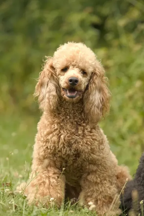 Gerahmter Druck : Schüterhund Gerahmter Druck : Schüterhund