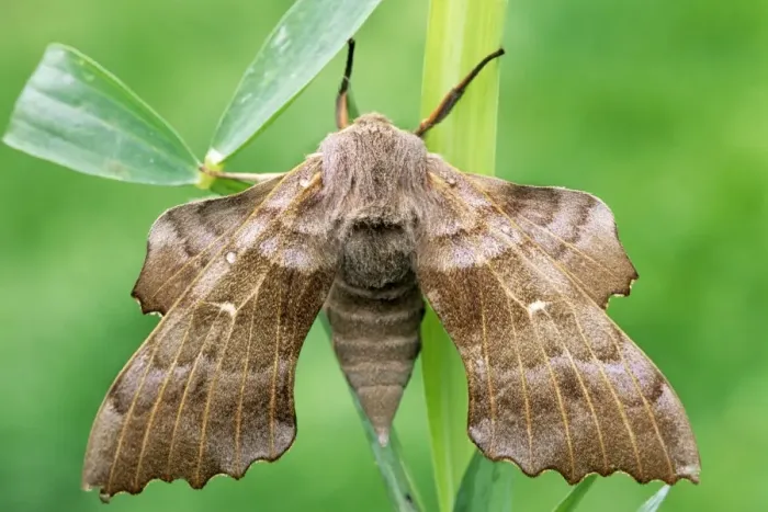Gerahmter Druck : Eiche Schmetterling Gerahmter Druck : Eiche Schmetterling