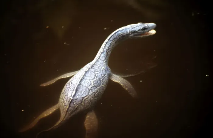 Gerahmter Druck : Frühgeschichtliche Rekonstruktion: Plesiosaurus macrocephalus - Jungtier schwimmt auf der Oberfläche. Untere Liass von Lyme Regis, Jura
