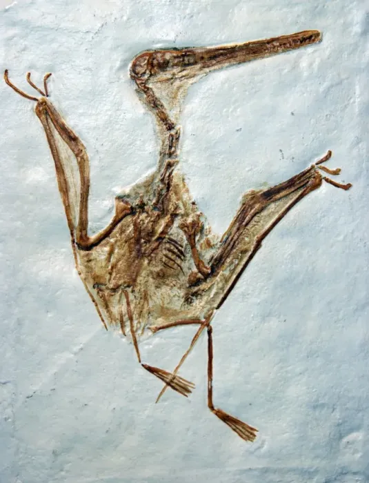 Gerahmter Druck : Pterodaktil - Fossil Gerahmter Druck : Pterodaktil - Fossil