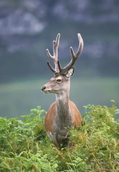 Gerahmter Druck : Rote Tiere Gerahmter Druck : Rote Tiere