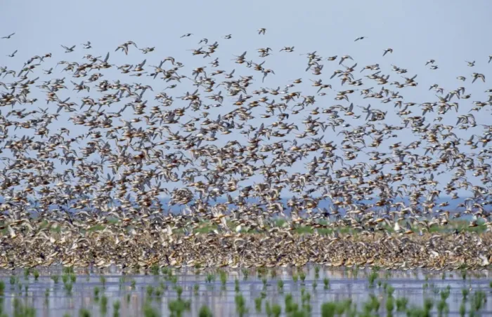 Gerahmter Druck : Rotkehl (Flock im Flug) Gerahmter Druck : Rotkehl (Flock im Flug)