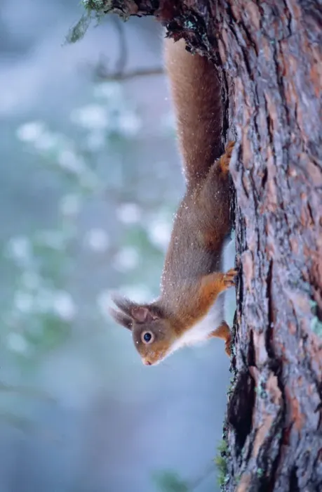 Gerahmter Druck : red Squirrel