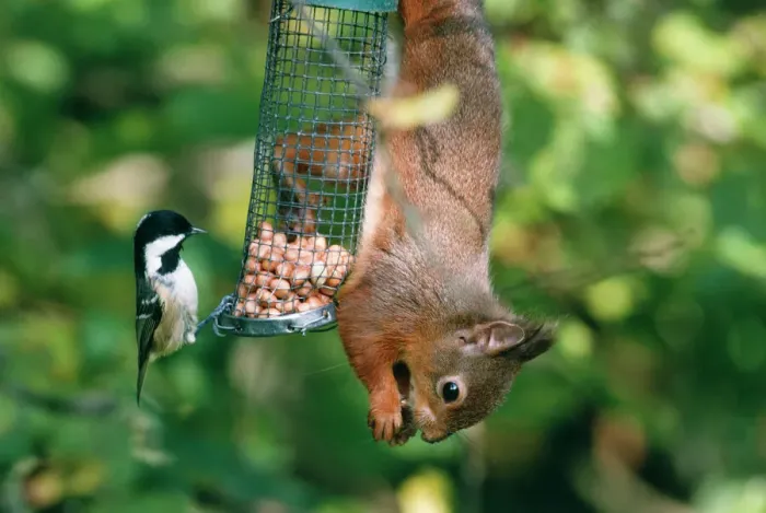 Gerahmter Druck : Rotfuchs-Schmetterling auf Vogelfutterstation Gerahmter Druck : Rotfuchs-Schmetterling auf Vogelfutterstation