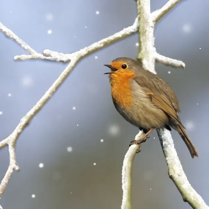 Gerahmter Druck : Robin - singende digitale Manipulation: Schnee