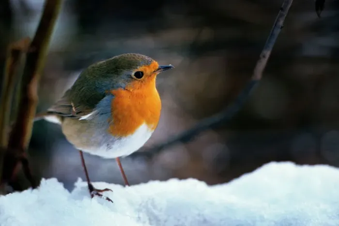 Gerahmter Druck : Robin - Auf Schnee Gerahmter Druck : Robin - Auf Schnee