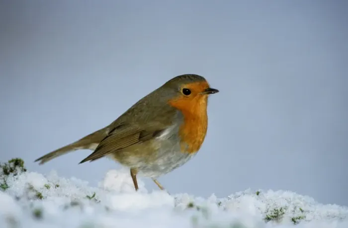 Gerahmter Druck : Robins auf Schnee Gerahmter Druck : Robins auf Schnee