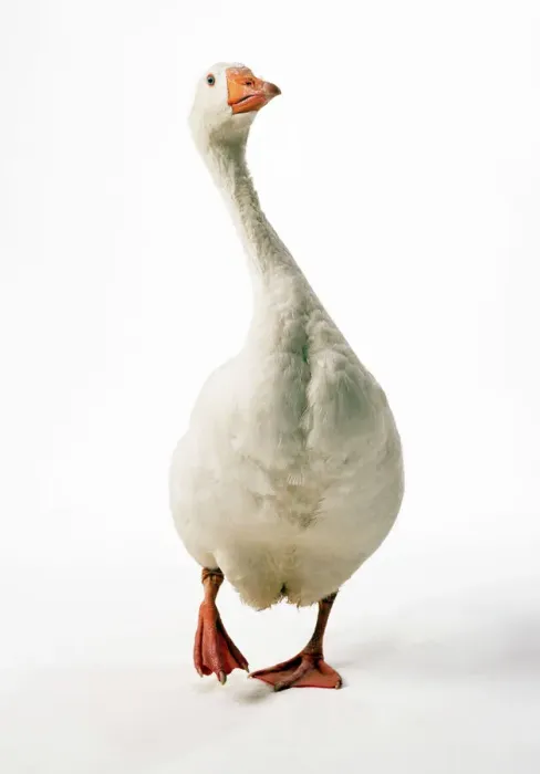Gerahmter Druck : Römischer Gans