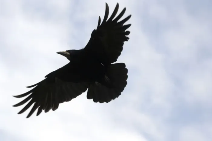Gerahmter Druck : Schnurke - Im Flug Gerahmter Druck : Schnurke - Im Flug
