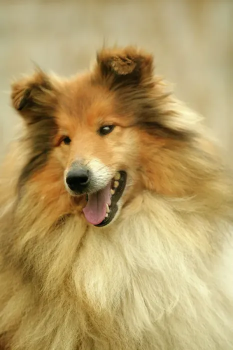 Gerahmter Druck : Rücksichtloser Schäferhund Gerahmter Druck : Rücksichtloser Schäferhund