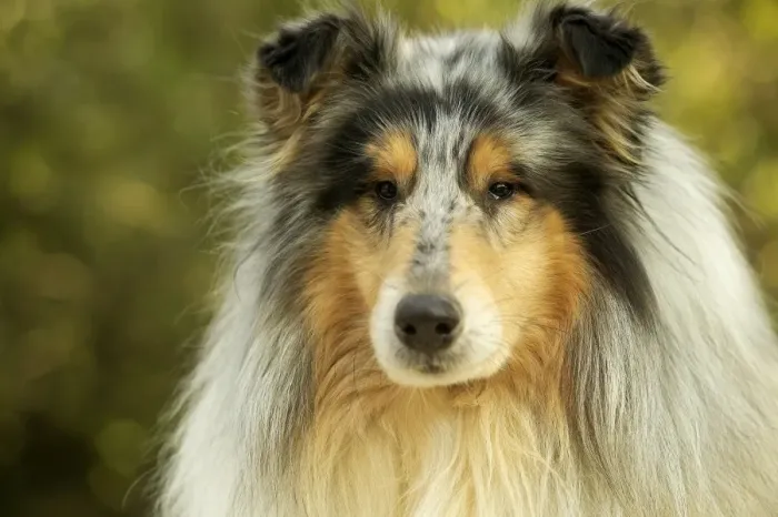 Gerahmter Druck : Rücksichtloser Schäferhund Gerahmter Druck : Rücksichtloser Schäferhund