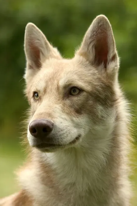 Gerahmter Druck : Salooser Wolfsahn Gerahmter Druck : Salooser Wolfsahn