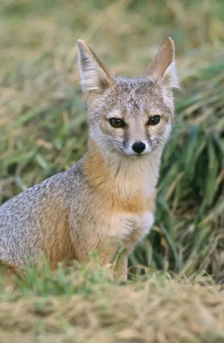 Gerahmter Druck : Kitfox des San Joaquins Gerahmter Druck : Kitfox des San Joaquins