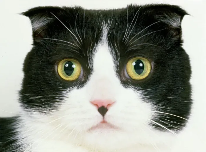 Gerahmter Druck : Schottischer Falke Katze Gerahmter Druck : Schottischer Falke Katze