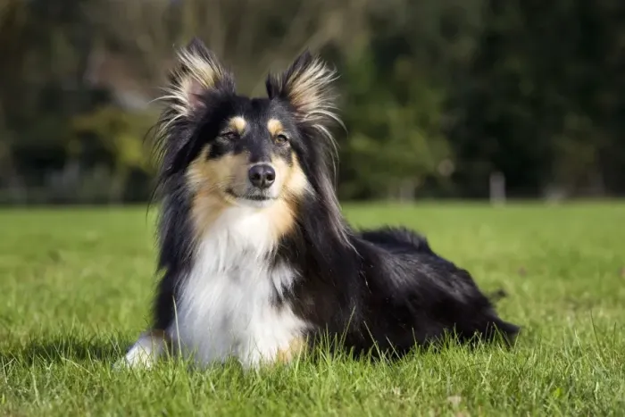 Gerahmter Druck : Sheltie. Me 2048 Hund - Schäferhund Johan De Meester Bitte beachten Sie Gerahmter Druck : Sheltie. Me 2048 Hund - Schäferhund Johan De Meester Bitte beachten Sie
