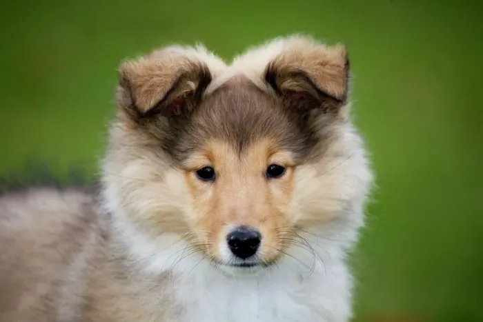 Gerahmter Druck : Scheltehundpup Gerahmter Druck : Scheltehundpup