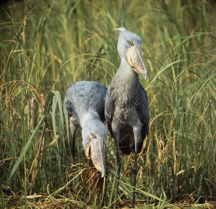Gerahmter Druck : Streifschwanzstorch Gerahmter Druck : Streifschwanzstorch