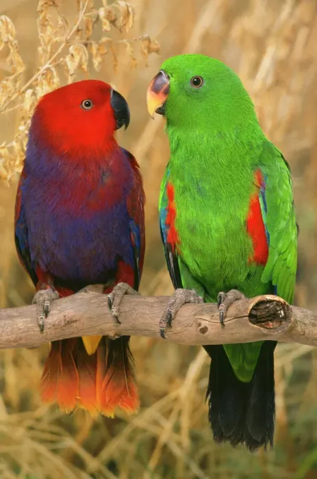 Gerahmter Druck : AP-1554. AP-1154 Eklettus-Paarparrot - Paar Eklettusroratius von Dennis Gerahmter Druck : AP-1554. AP-1154 Eklettus-Paarparrot - Paar Eklettusroratius von Dennis