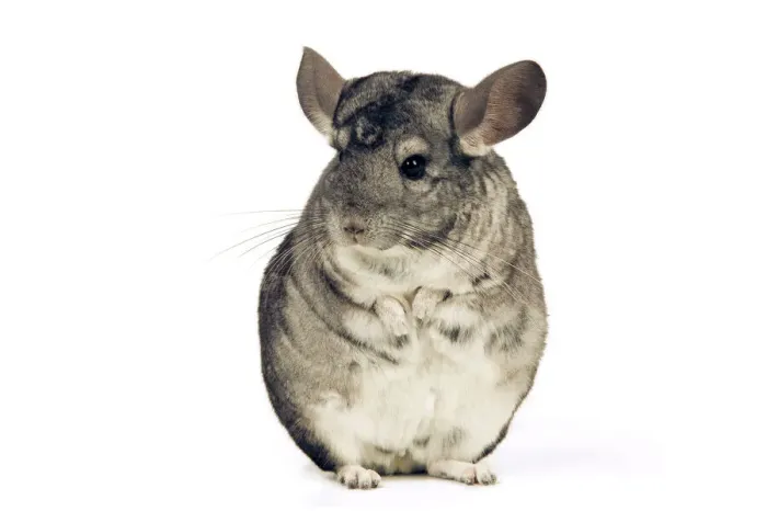 Gerahmter Druck : Chinchilla Gerahmter Druck : Chinchilla
