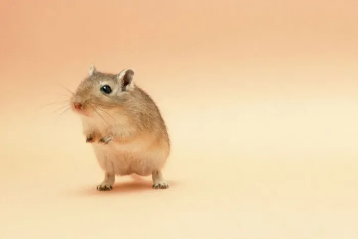 Gerahmter Druck : Gerbil. JD-5683 GERBIL - Auf Hinterbeinen stehend John Daniels Bitte beachten Sie Gerahmter Druck : Gerbil. JD-5683 GERBIL - Auf Hinterbeinen stehend John Daniels Bitte beachten Sie
