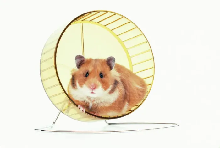 Gerahmter Druck : Hamster auf Rollenrad Gerahmter Druck : Hamster auf Rollenrad