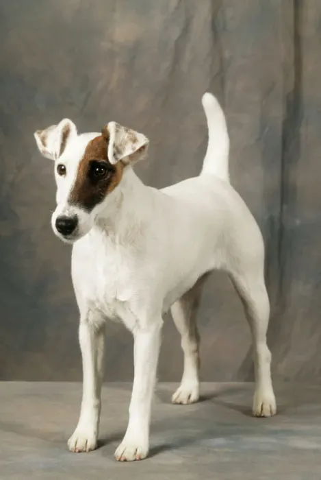 Gerahmter Druck : Rasierfuchs-Hund Gerahmter Druck : Rasierfuchs-Hund