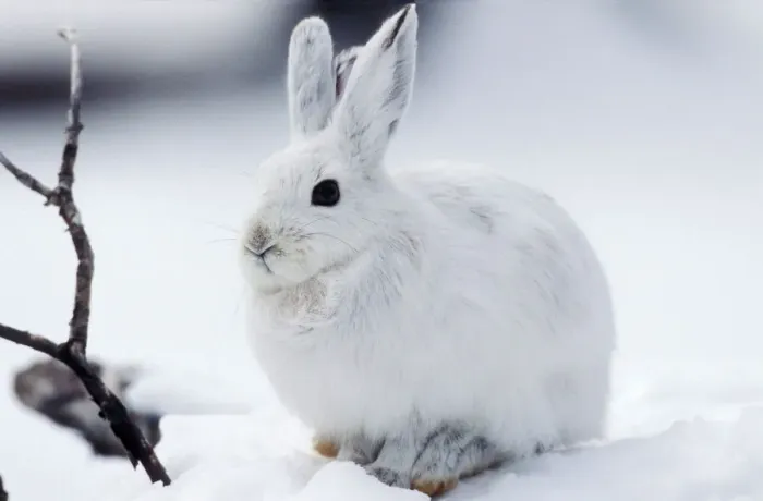 Gerahmter Druck : Schneehirschhase Gerahmter Druck : Schneehirschhase