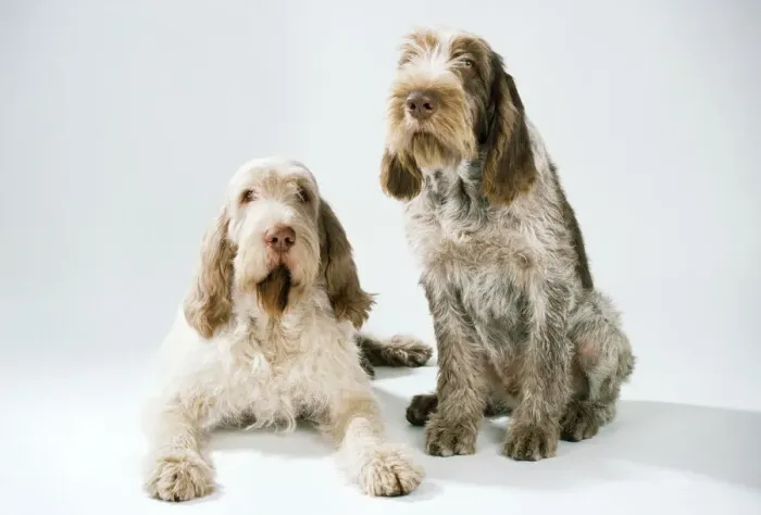 Gerahmter Druck : Spaniel-Terrier (oder) Spinon-Hund, oder Spaniolo Gerahmter Druck : Spaniel-Terrier (oder) Spinon-Hund, oder Spaniolo