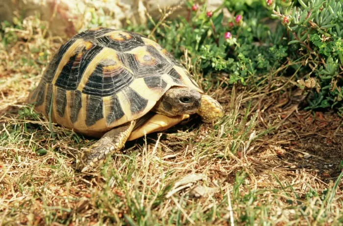 Gerahmter Druck : Spurfuß-Tortoise