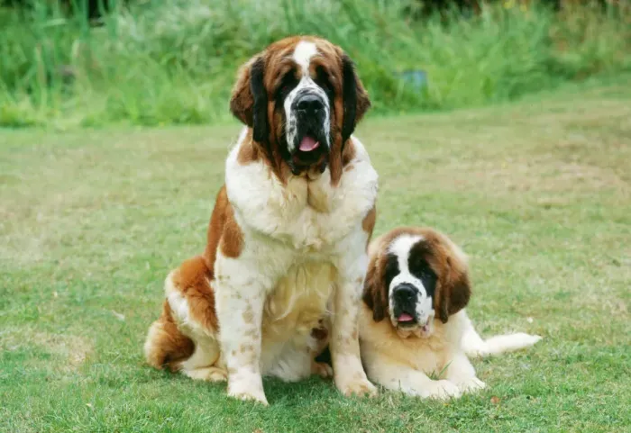 Gerahmter Druck : Bernhardshund
