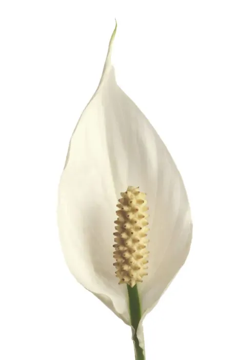 Gerahmter Druck : Sternlichtblume Gerahmter Druck : Sternlichtblume