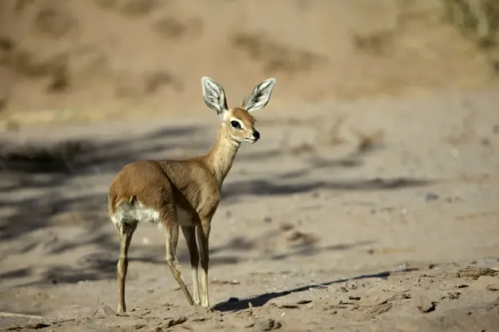 Gerahmter Druck : Steenbuck Naminia Gerahmter Druck : Steenbuck Naminia