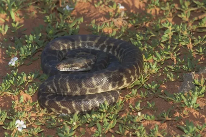 Gerahmter Druck : Stimsons Python; auch als GroßblütigerPython bekannt. Es ernährt sich von kleinen Säugetieren, Vögeln, Reptilien und Froschen. Jedes Jahr legen sie 5-19 Eier ab. Sie werden von einigen Raubvögeln bejagt Gerahmter Druck : Stimsons Python; auch als GroßblütigerPython bekannt. Es ernährt sich von kleinen Säugetieren, Vögeln, Reptilien und Froschen. Jedes Jahr legen sie 5-19 Eier ab. Sie werden von einigen Raubvögeln bejagt