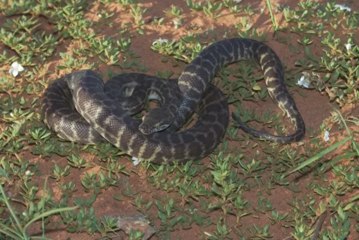 Gerahmter Druck : StimsonsPython; auch als Großblütiger python bekannt.Fressen kleine Säugetiere, Vögel, Reptilien und Frosch.Each Jahreszeit legt sie 5-19 Eier. Sie werden von einigen Habitatfressern jagt Gerahmter Druck : StimsonsPython; auch als Großblütiger python bekannt.Fressen kleine Säugetiere, Vögel, Reptilien und Frosch.Each Jahreszeit legt sie 5-19 Eier. Sie werden von einigen Habitatfressern jagt