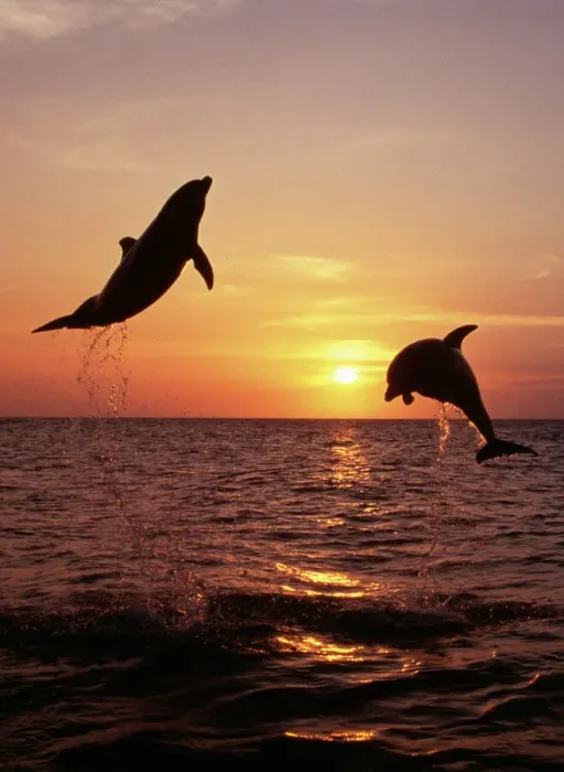 Gerahmter Druck : FG-CA-468. Bottlenose-Delfin - zwei springen am Sonnenuntergang Gerahmter Druck : FG-CA-468. Bottlenose-Delfin - zwei springen am Sonnenuntergang