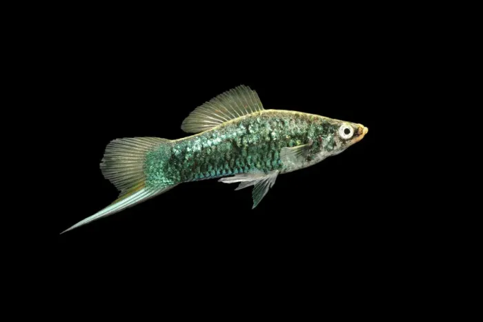Gerahmter Druck : Schwanzfisch Gerahmter Druck : Schwanzfisch