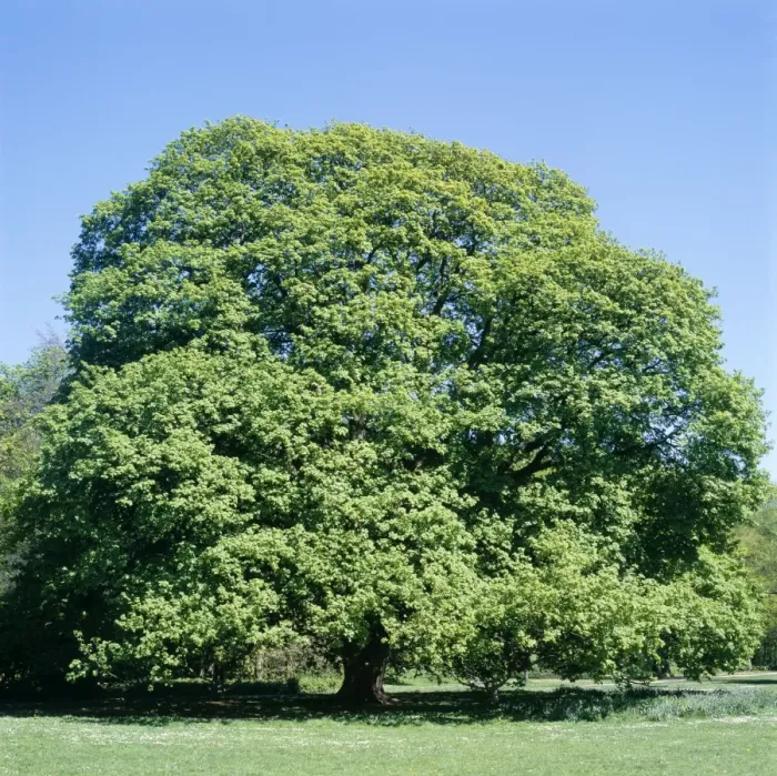 Gerahmter Druck : Eichebaum - Frühling, Sequenz 1 von 4 Gerahmter Druck : Eichebaum - Frühling, Sequenz 1 von 4