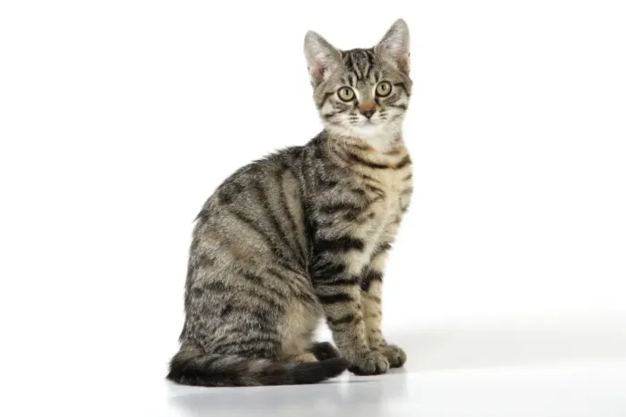 Gerahmter Druck : Katze Tabby - Kätzchen Gerahmter Druck : Katze Tabby - Kätzchen