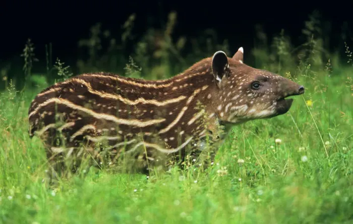 Gerahmter Druck : Young Tapir Gerahmter Druck : Young Tapir