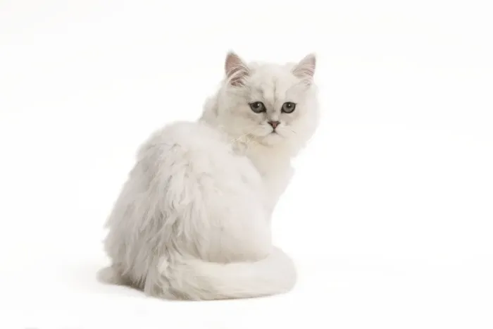 Gerahmter Druck : Tifanee Kat - im Studio Gerahmter Druck : Tifanee Kat - im Studio