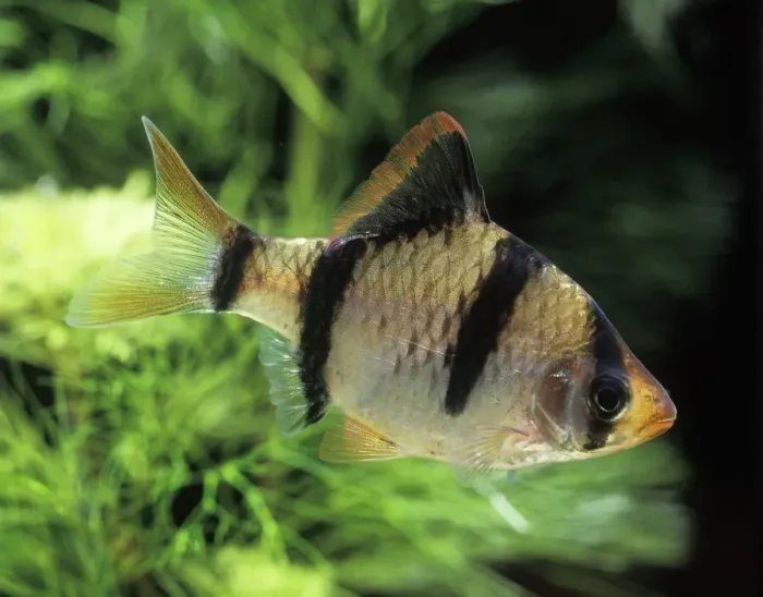 Gerahmter Druck : Zebra-Mbar-Fisch Gerahmter Druck : Zebra-Mbar-Fisch