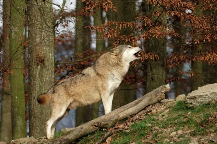 Gerahmter Druck : Zunderwolf / Grauwolf Unterart Gerahmter Druck : Zunderwolf / Grauwolf Unterart