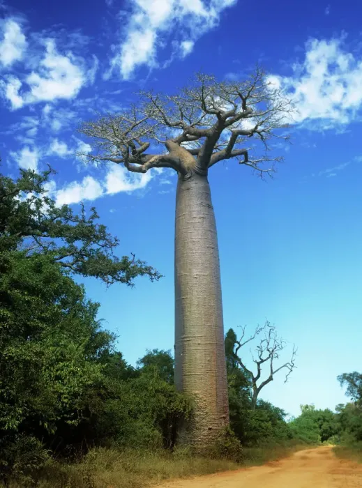 Gerahmter Druck : Bäume Baobab Madagaskar Gerahmter Druck : Bäume Baobab Madagaskar