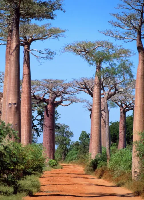 Gerahmter Druck : Bäumchen Baum Madagaskar Gerahmter Druck : Bäumchen Baum Madagaskar