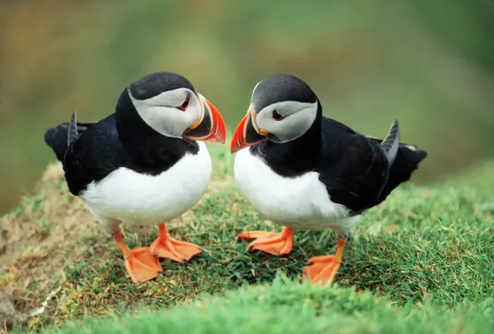 Gerahmter Druck : Paar Puffvogel Gerahmter Druck : Paar Puffvogel
