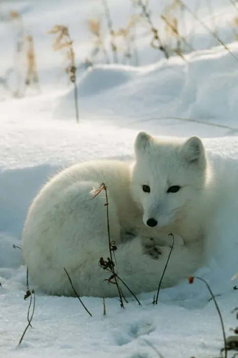 Gerahmter Druck : WAT-498. WAT-496 POLARFUCHS von M. Watson Bitte beachten Sie