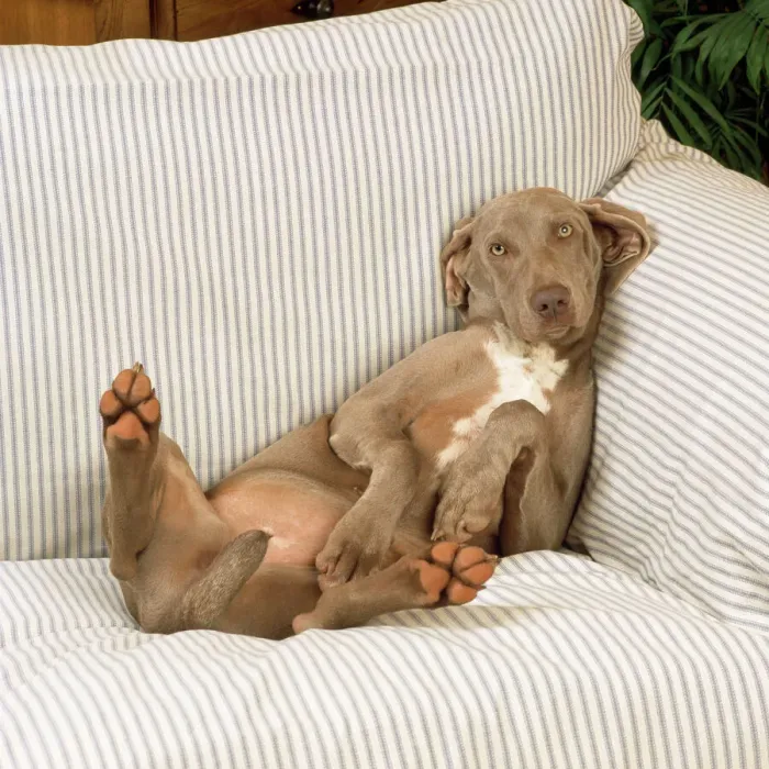 Gerahmter Druck : Wirbeitschweinhund - auf Sofa liegen Gerahmter Druck : Wirbeitschweinhund - auf Sofa liegen
