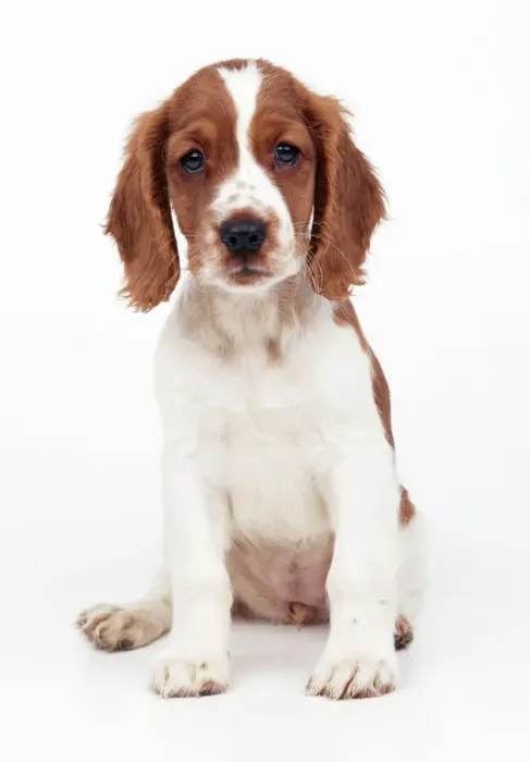Gerahmter Druck : Walisischer Springerspanieler Hund
