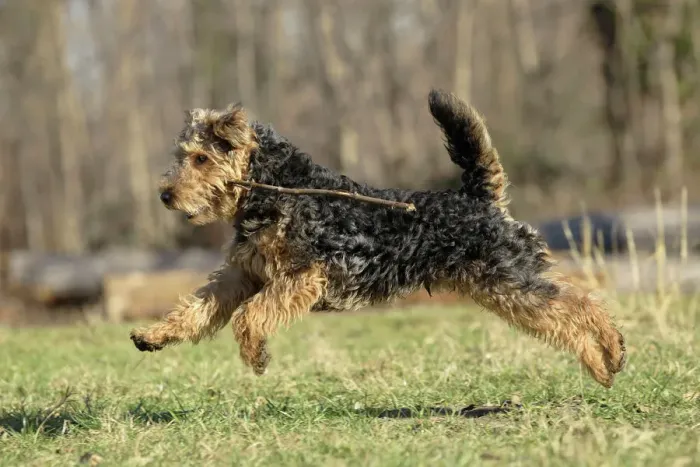 Gerahmter Druck : Welsh Terrier Gerahmter Druck : Welsh Terrier